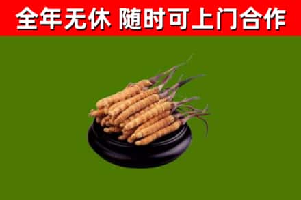 新邱回收散虫草