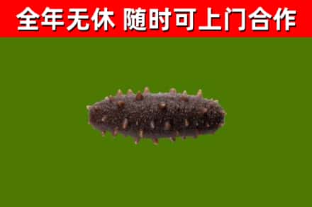 新邱回收海参干